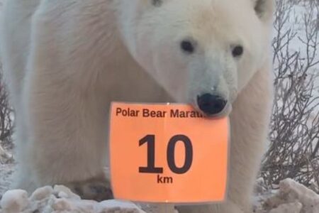 ホッキョクグマがマラソン大会の標識をくわえ、去っていく【動画】