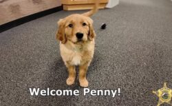 米保安官事務所に新しいセラピー犬が加入、可愛い姿を公開【動画】