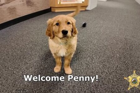 米保安官事務所に新しいセラピー犬が加入、可愛い姿を公開【動画】
