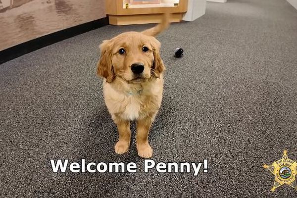 米保安官事務所に新しいセラピー犬が加入、可愛い姿を公開【動画】