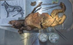 古代のオオカミの胃から、ケナガサイの肉片を発見、DNAを分析