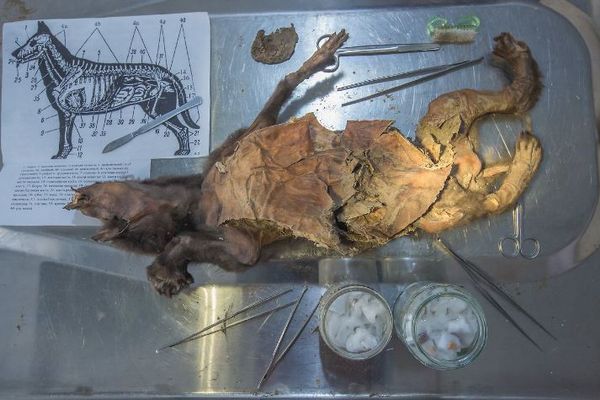 古代のオオカミの胃から、ケナガサイの肉片を発見、DNAを分析