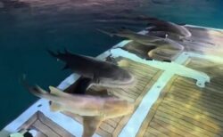ヨットでサメの群れがくつろぐ、珍しい瞬間を撮影