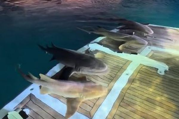 ヨットでサメの群れがくつろぐ、珍しい瞬間を撮影