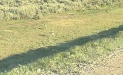 ウサギが超高速で疾走、時速60km以上で車と並走【動画】