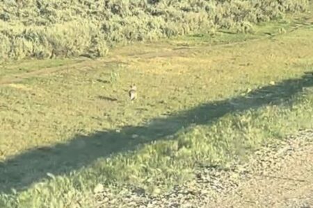 ウサギが超高速で疾走、時速60km以上で車と並走【動画】