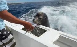 メキシコ沖で、航行している船に突然アシカが飛び乗り、魚をおねだり【動画】