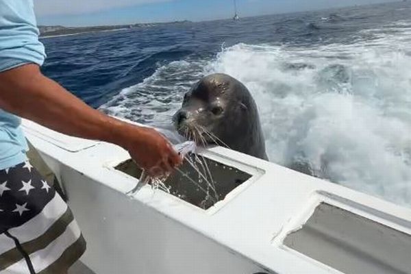 メキシコ沖で、航行している船に突然アシカが飛び乗り、魚をおねだり【動画】