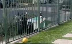 配達ロボットが歩道を通ろうとして、バイクを転倒させてしまう【動画】