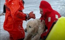 凍り付いた池に落ちたワンコ、消防隊員が極寒の中で救助