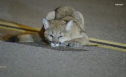 道路の真ん中にマウンテンライオンの子供、野生生物局が保護