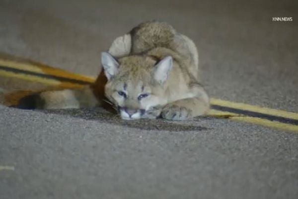 道路の真ん中にマウンテンライオンの子供、野生生物局が保護