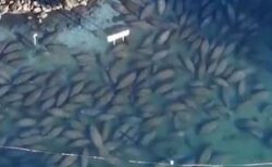 フロリダ州で数百頭のマナティが集結、温かい海で新年を迎える【動画】