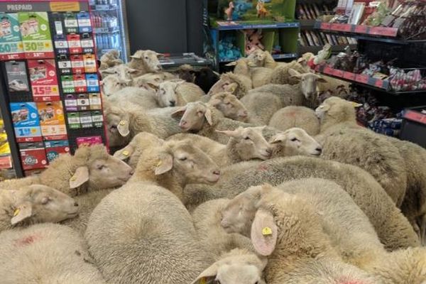 ドイツのスーパーに突然、50頭の羊が押し寄せ、店内を歩き回る