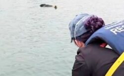 浜辺に残されたラッコの赤ちゃん、保護され、母親と再会【動画】