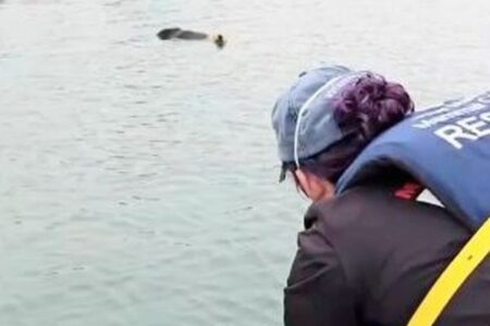 浜辺に残されたラッコの赤ちゃん、保護され、母親と再会【動画】