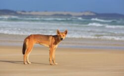 カナダ人女性が豪の海岸で死亡、遺体の周りにはディンゴの群れ