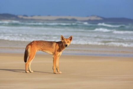 カナダ人女性が豪の海岸で死亡、遺体の周りにはディンゴの群れ