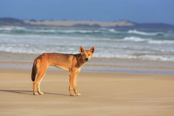カナダ人女性が豪の海岸で死亡、遺体の周りにはディンゴの群れ