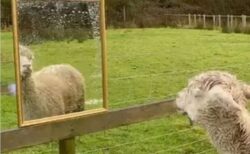 仲間を失ったアルパカ、孤独を和らげるため鏡が贈られる