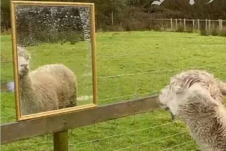 仲間を失ったアルパカ、孤独を和らげるため鏡が贈られる