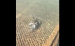 警察官に保護されたカメ、喜んで海へ帰っていく【動画】