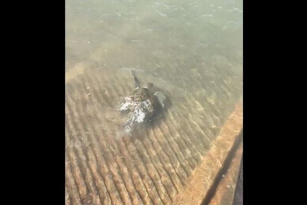 警察官に保護されたカメ、喜んで海へ帰っていく【動画】