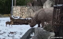 体の小さな「キョン」が、巨大なサイに挑む【動画】