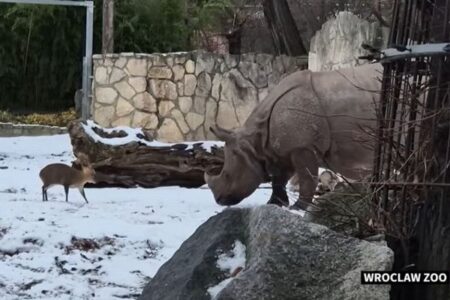 体の小さな「キョン」が、巨大なサイに挑む【動画】