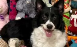 ごく少数の「天才犬」が人間同士の会話から、言葉を学んでいたことが判明