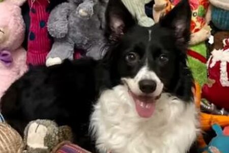 ごく少数の「天才犬」が人間同士の会話から、言葉を学んでいたことが判明