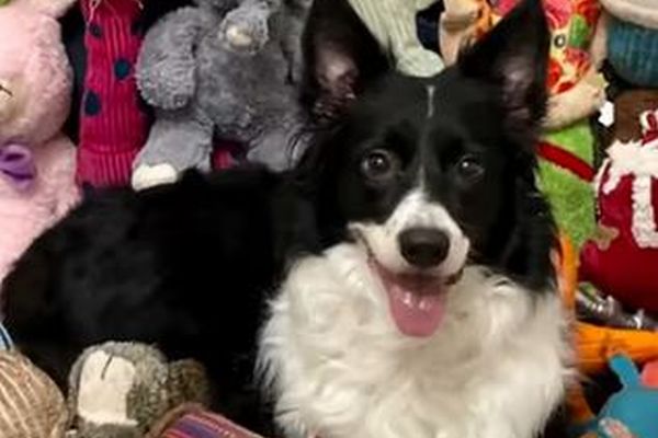 ごく少数の「天才犬」が人間同士の会話から、言葉を学んでいたことが判明