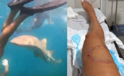 サメに襲われたシュノーケリング女性、噛まれる瞬間が撮影されていた