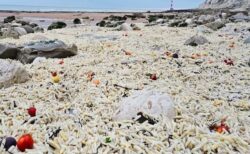 イギリスの海岸に、大量のフライドポテトが打ち上げられる