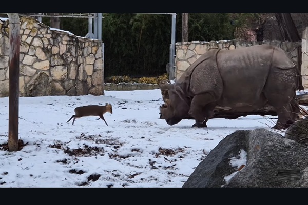 【動画】13kgの鹿vs1.7tのサイ——1200万回再生された“ご近所バトル”の真相