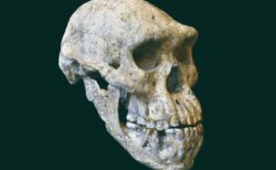 180万年前にアフリカを旅立った人類は、ホモ・エレクトスだけではない可能性