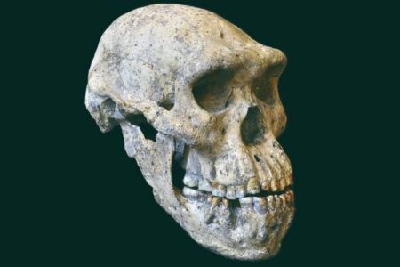 180万年前にアフリカを旅立った人類は、ホモ・エレクトスだけではない可能性