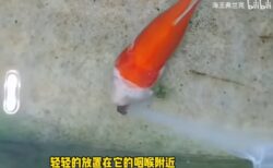 頭の大部分を失った金魚、飼い主の世話で2週間生存？ 中国SNSで動画が話題に