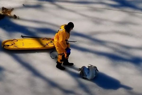 ニューヨーク州で、凍った池に張り付いてしまった白鳥を救助【動画】