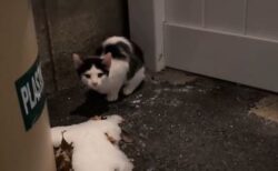 氷点下の気温の中、屋外にいた子猫を保護【動画】