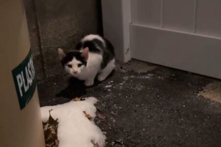 氷点下の気温の中、屋外にいた子猫を保護【動画】