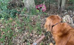 犬が飼い主を森の中に引っ張り、捨てられた4匹の猫を救う