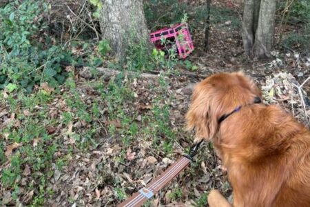 犬が飼い主を森の中に引っ張り、捨てられた4匹の猫を救う