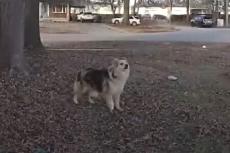 行方不明になった3歳児を捜索中、思いがけないヒーローが登場