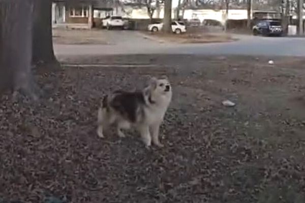 行方不明になった3歳児を捜索中、思いがけないヒーローが登場