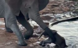 水の中に落ちた子供のゾウを大人が救う、人々も歓声【動画】