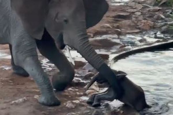 水の中に落ちた子供のゾウを大人が救う、人々も歓声【動画】