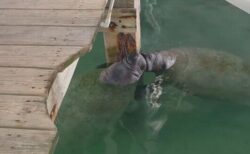 2頭のマナティ、熱いキスを交わすような姿が目撃される【動画】