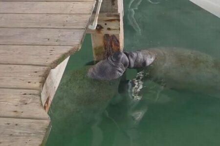 2頭のマナティ、熱いキスを交わすような姿が目撃される【動画】
