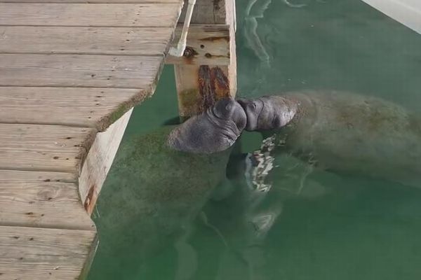 2頭のマナティ、熱いキスを交わすような姿が目撃される【動画】